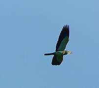 European Roller