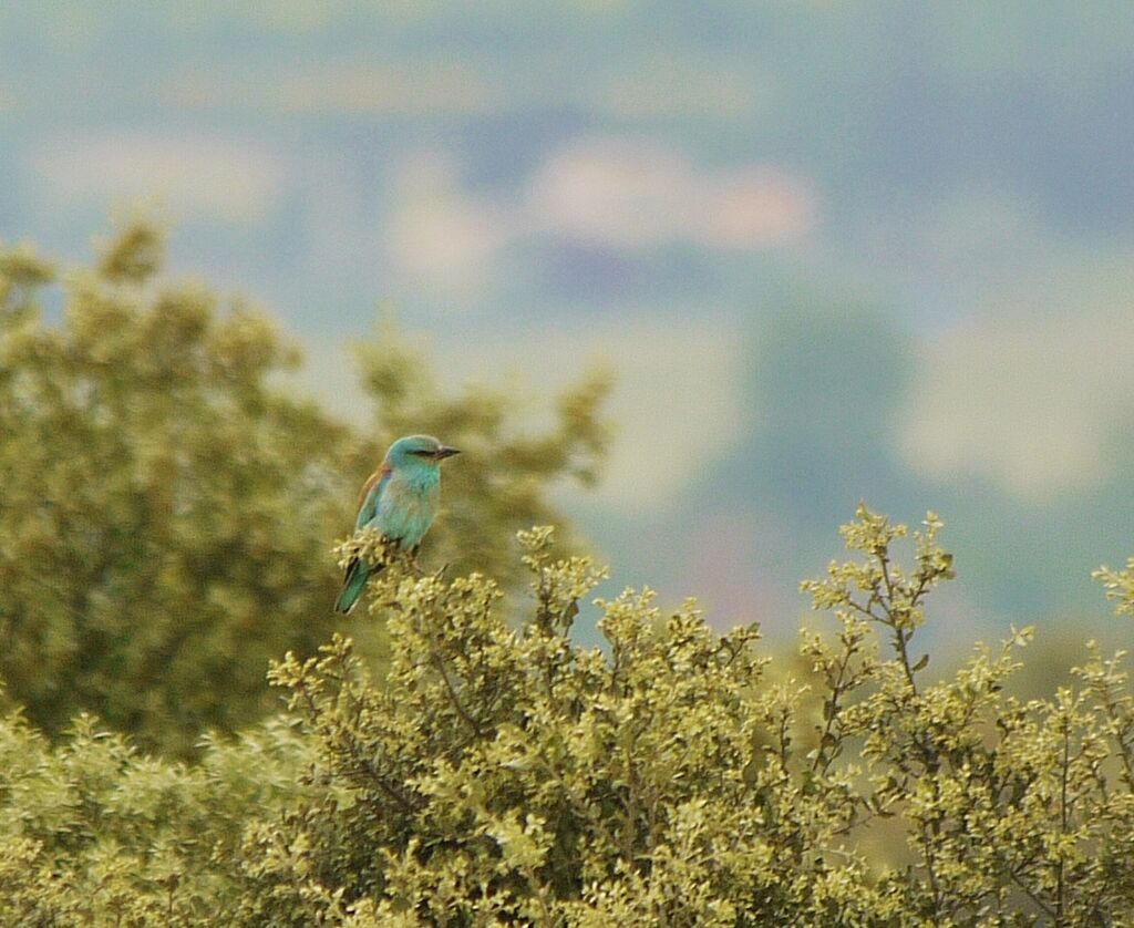 European Roller male adult breeding, identification