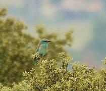 European Roller