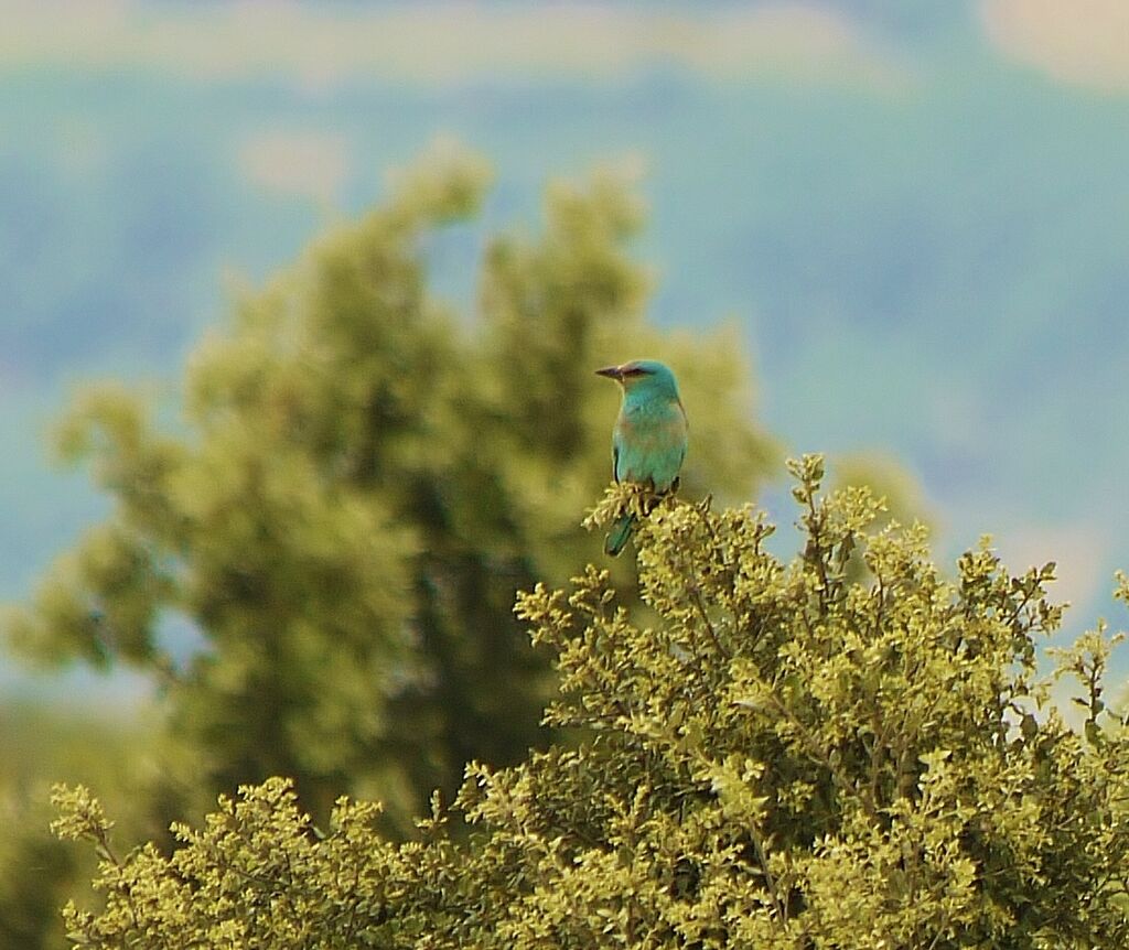 European Roller male adult breeding, identification