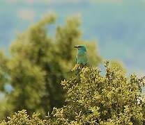 European Roller