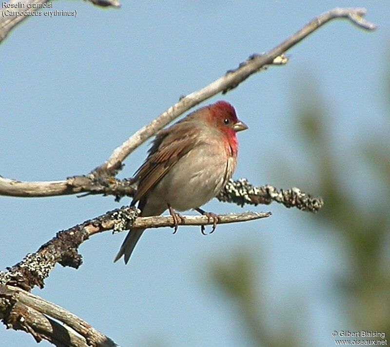 Common Rosefinch