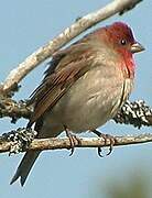 Common Rosefinch