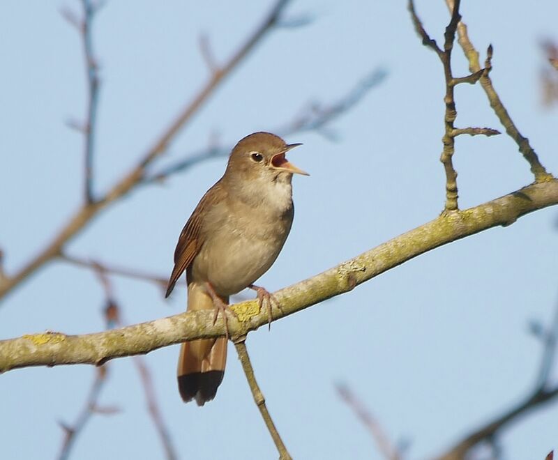 Common Nightingale male adult breeding, identification