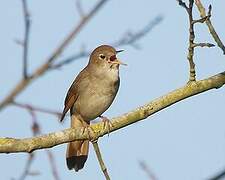 Common Nightingale