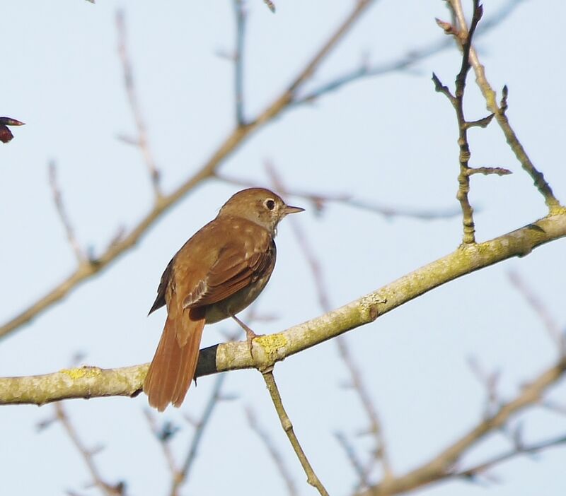 Common Nightingale male adult breeding, identification