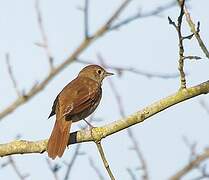 Common Nightingale