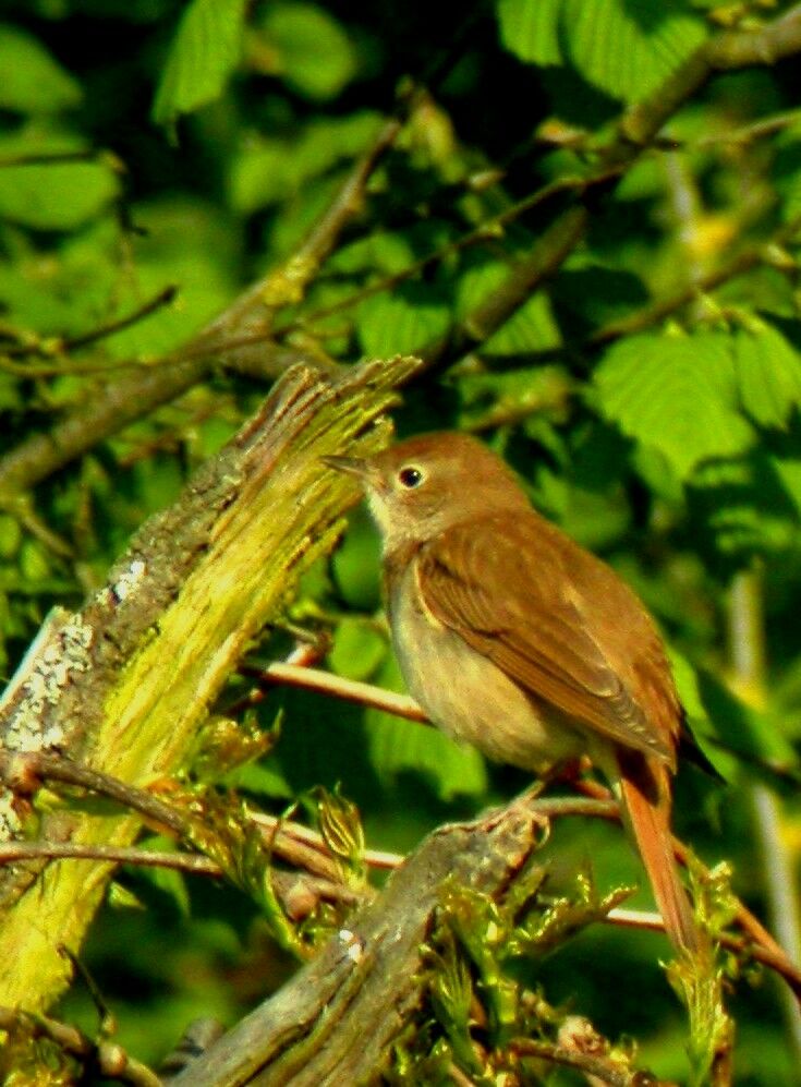 Common Nightingale