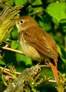 Common Nightingale