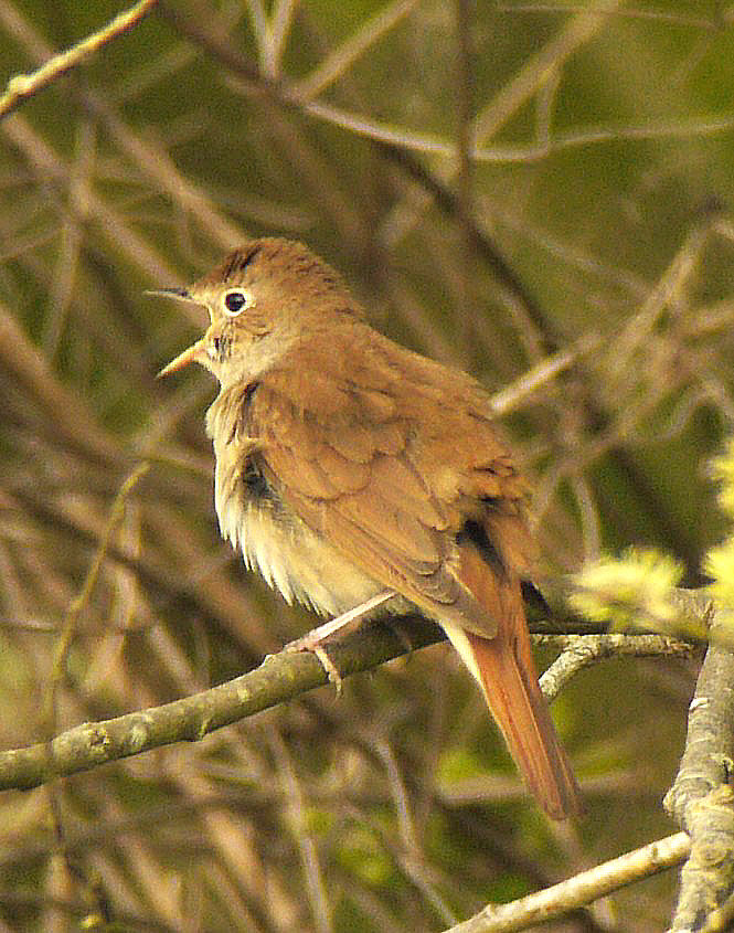 Common Nightingale