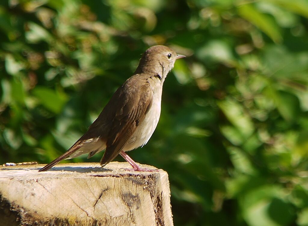 Common Nightingaleadult breeding, identification