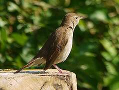 Common Nightingale