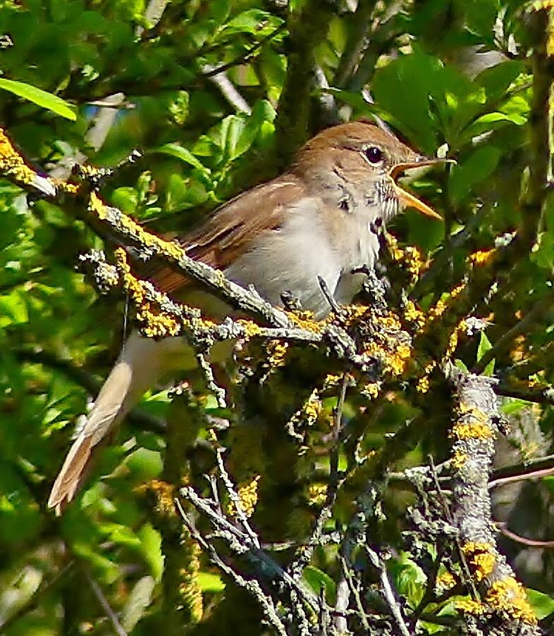 Common Nightingale male adult, identification, song