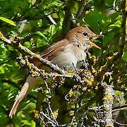 Common Nightingale