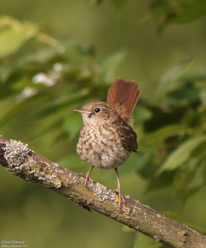 Rossignol philomèlejuvénile, identification