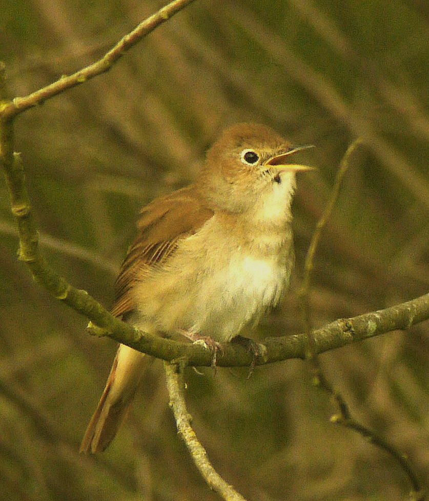 Common Nightingale male adult breeding, identification