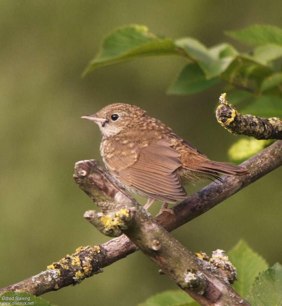 Rossignol philomèlejuvénile, identification