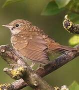 Common Nightingale