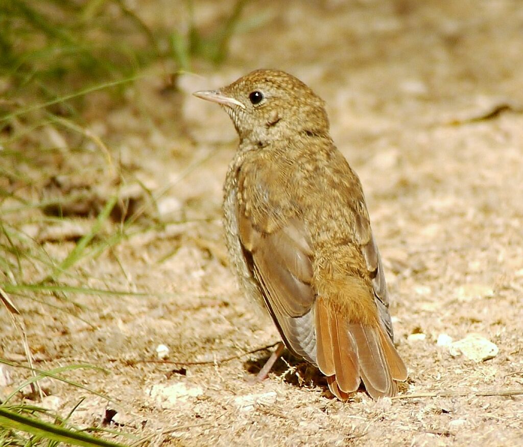 Common Nightingalejuvenile