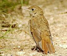 Common Nightingale