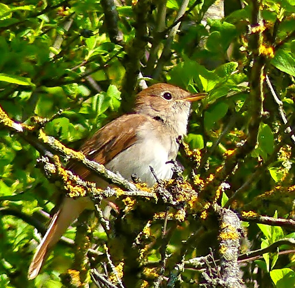 Rossignol philomèle mâle adulte, identification