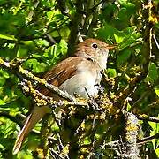 Common Nightingale