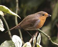 European Robin