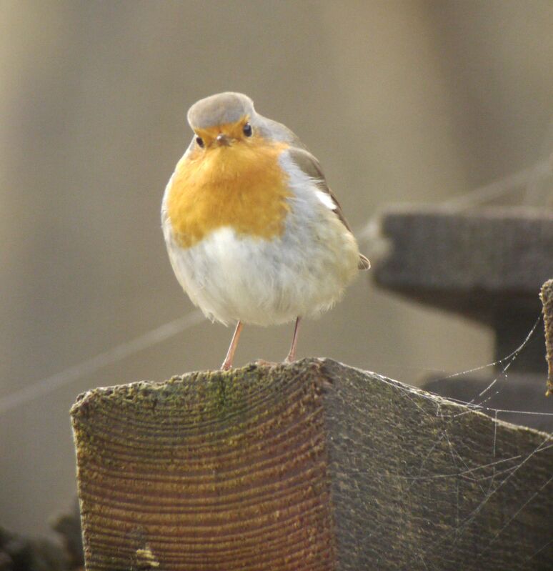 European Robin male adult post breeding, identification