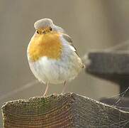 European Robin