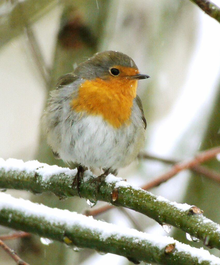 European Robinadult, identification