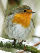 European Robin