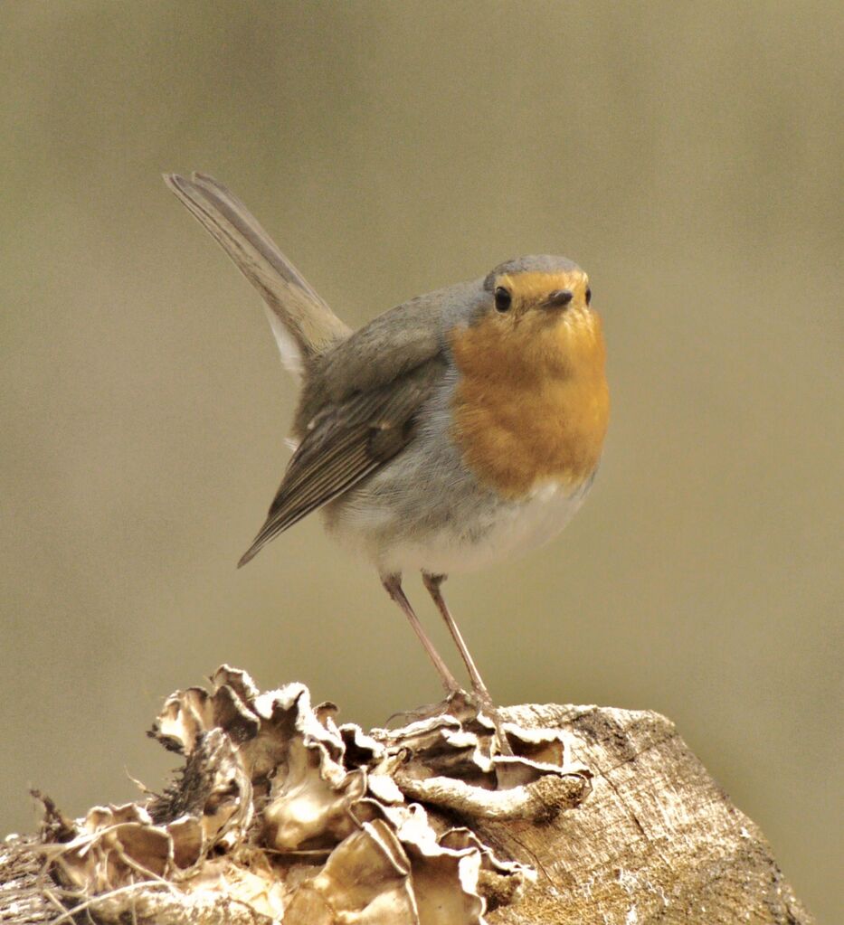 European Robin male adult breeding, identification