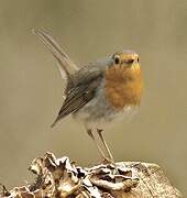 European Robin