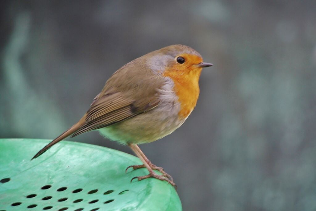 European Robin male adult, identification