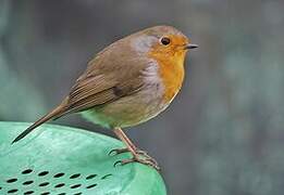 European Robin