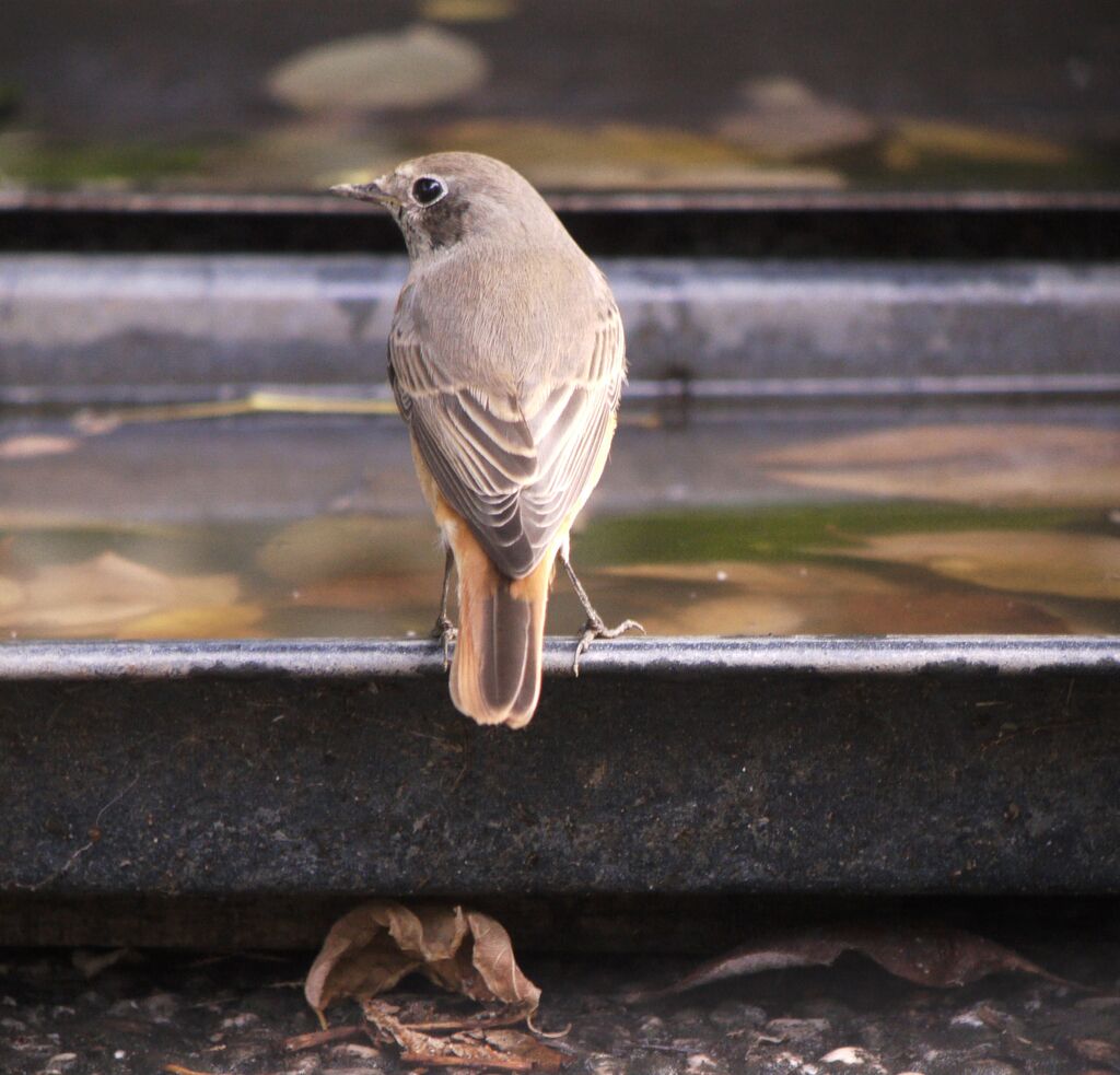 Common Redstart male First year, identification