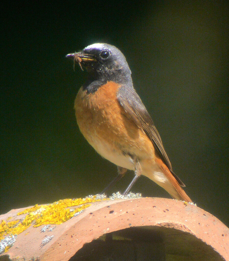 Common Redstart male adult breeding, identification