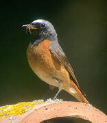 Common Redstart