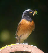 Common Redstart