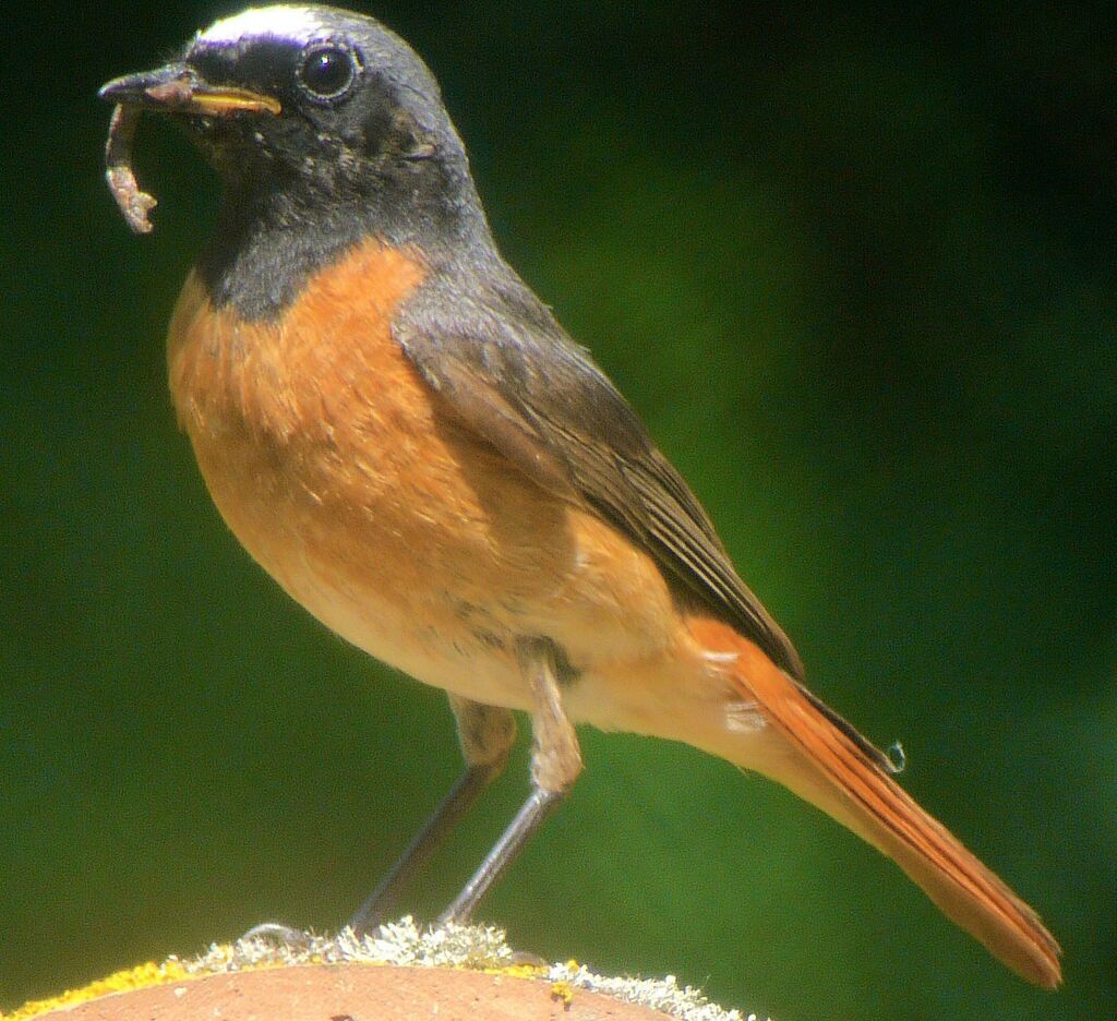 Common Redstart male adult breeding, identification