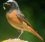 Common Redstart