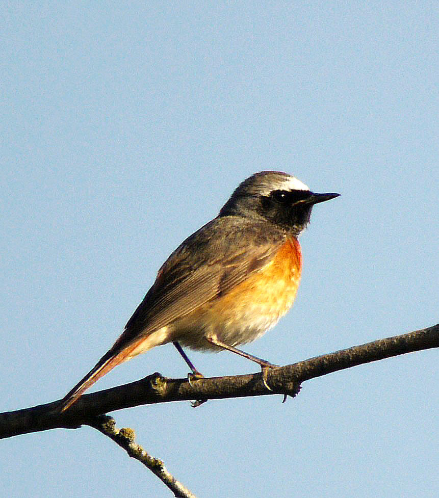 Common Redstart male adult breeding, identification