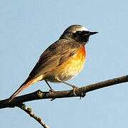 Common Redstart