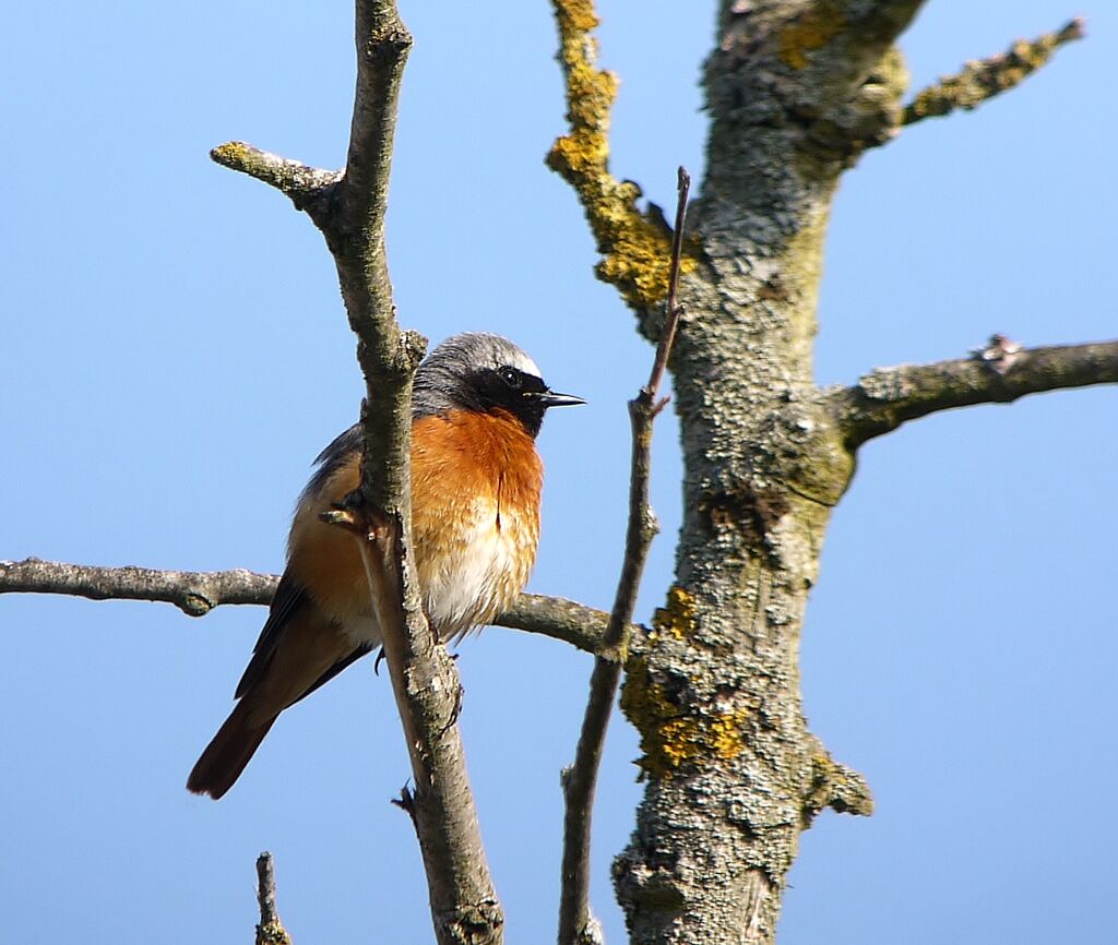 Common Redstart male adult breeding, identification