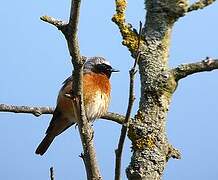 Common Redstart