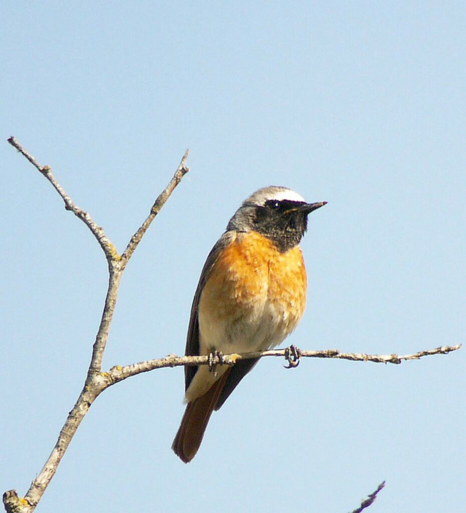 Common Redstart male adult breeding, identification