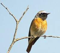 Common Redstart