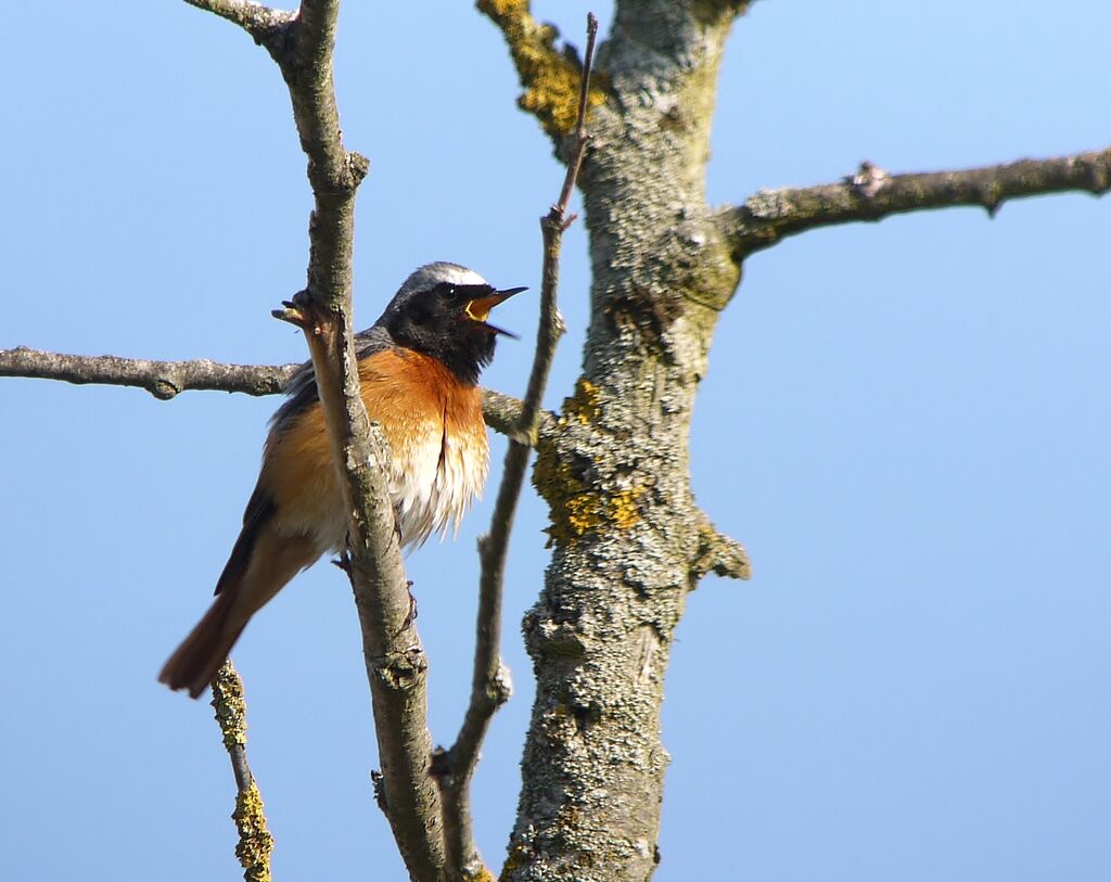 Common Redstart male adult breeding, identification