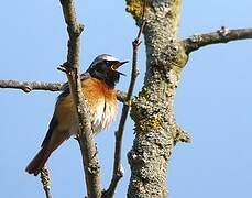 Common Redstart