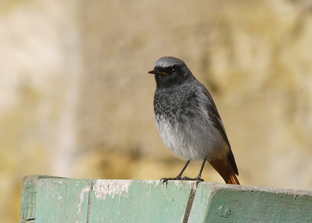 Black Redstart male adult, identification